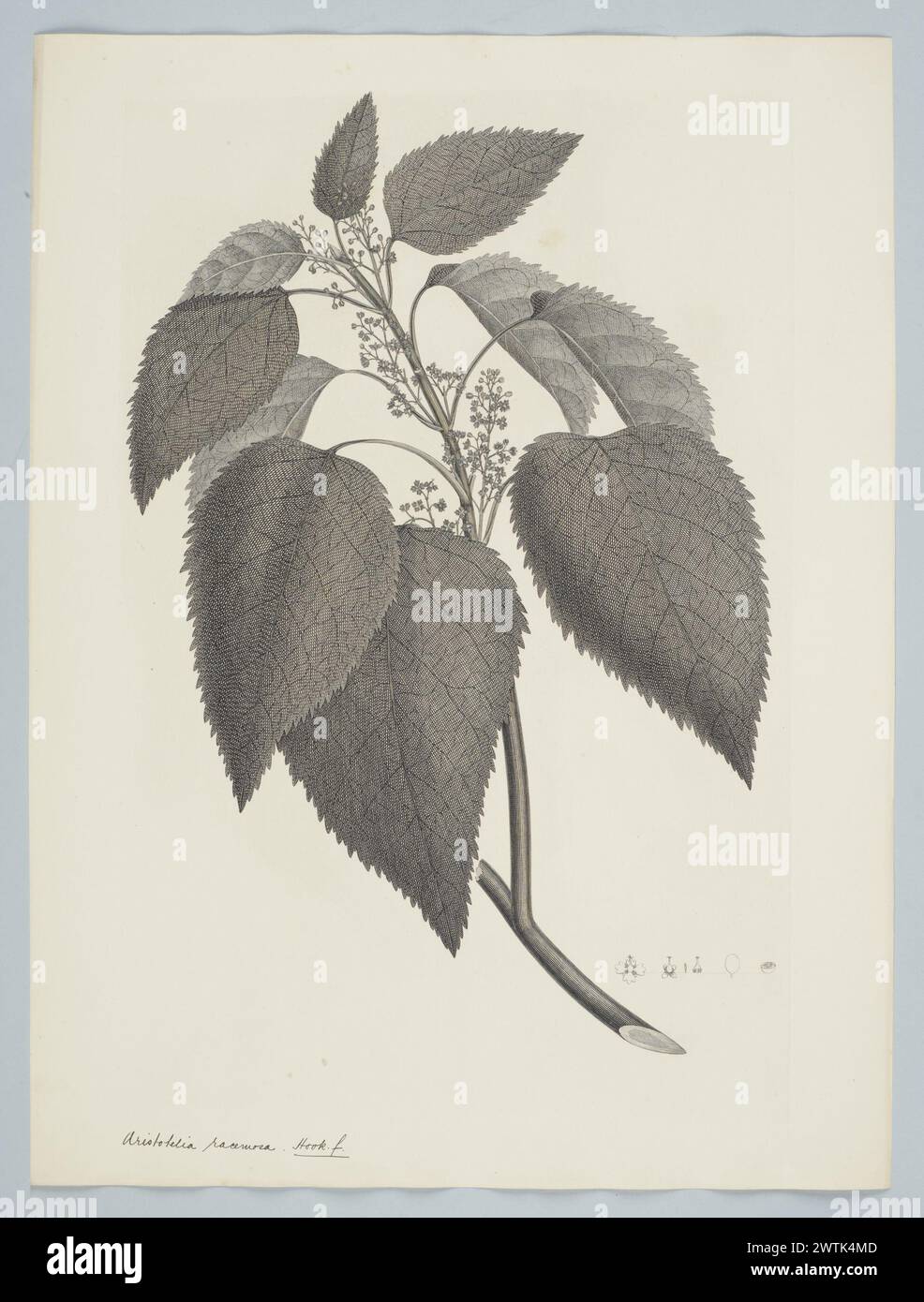 Aristotelia serrata (Forster & G. Forster) W. Oliver prints, copper engravings, line engravings Stock Photo