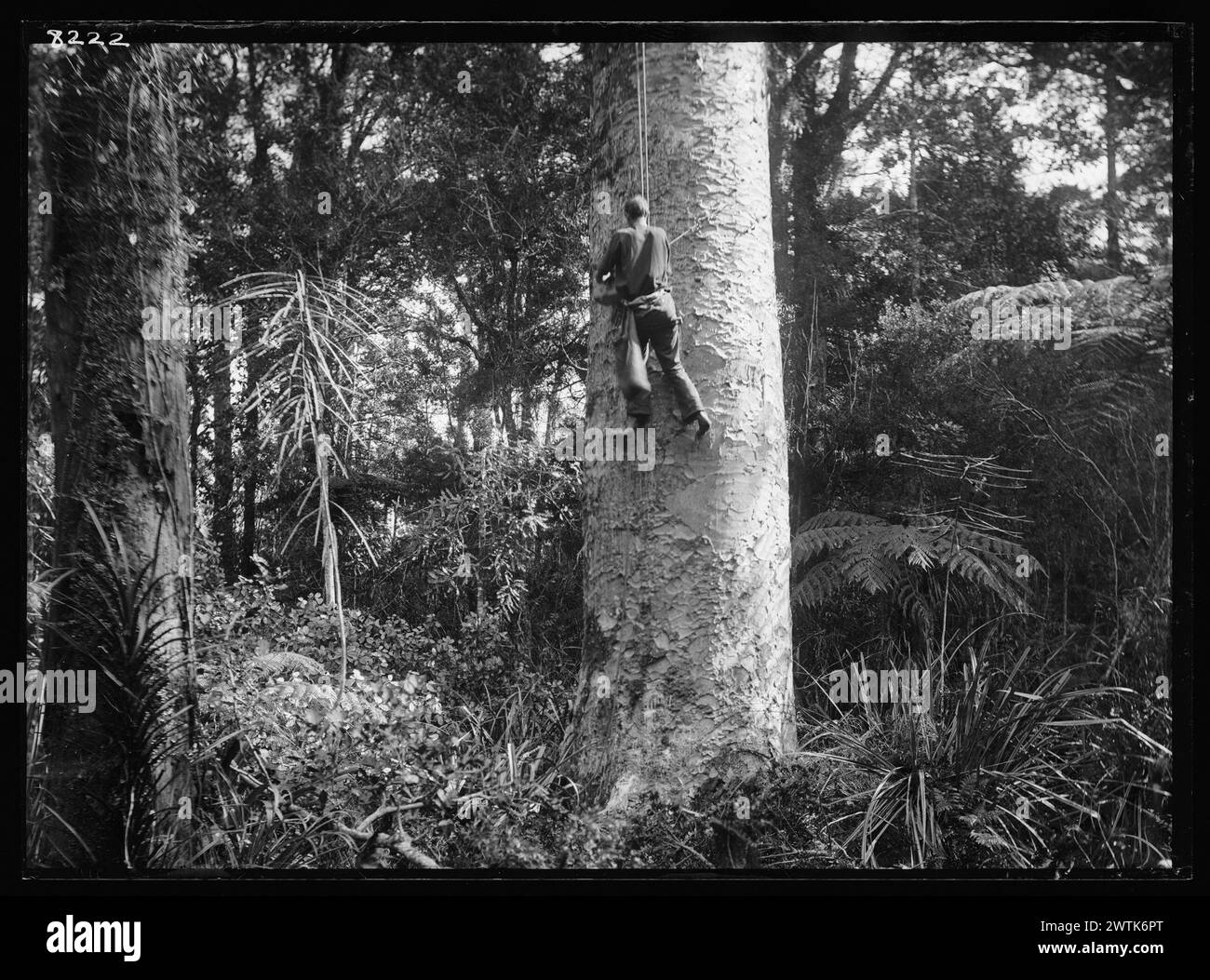 Gum-climber on Kauri (Agathis australis) black-and-white negatives Stock Photo