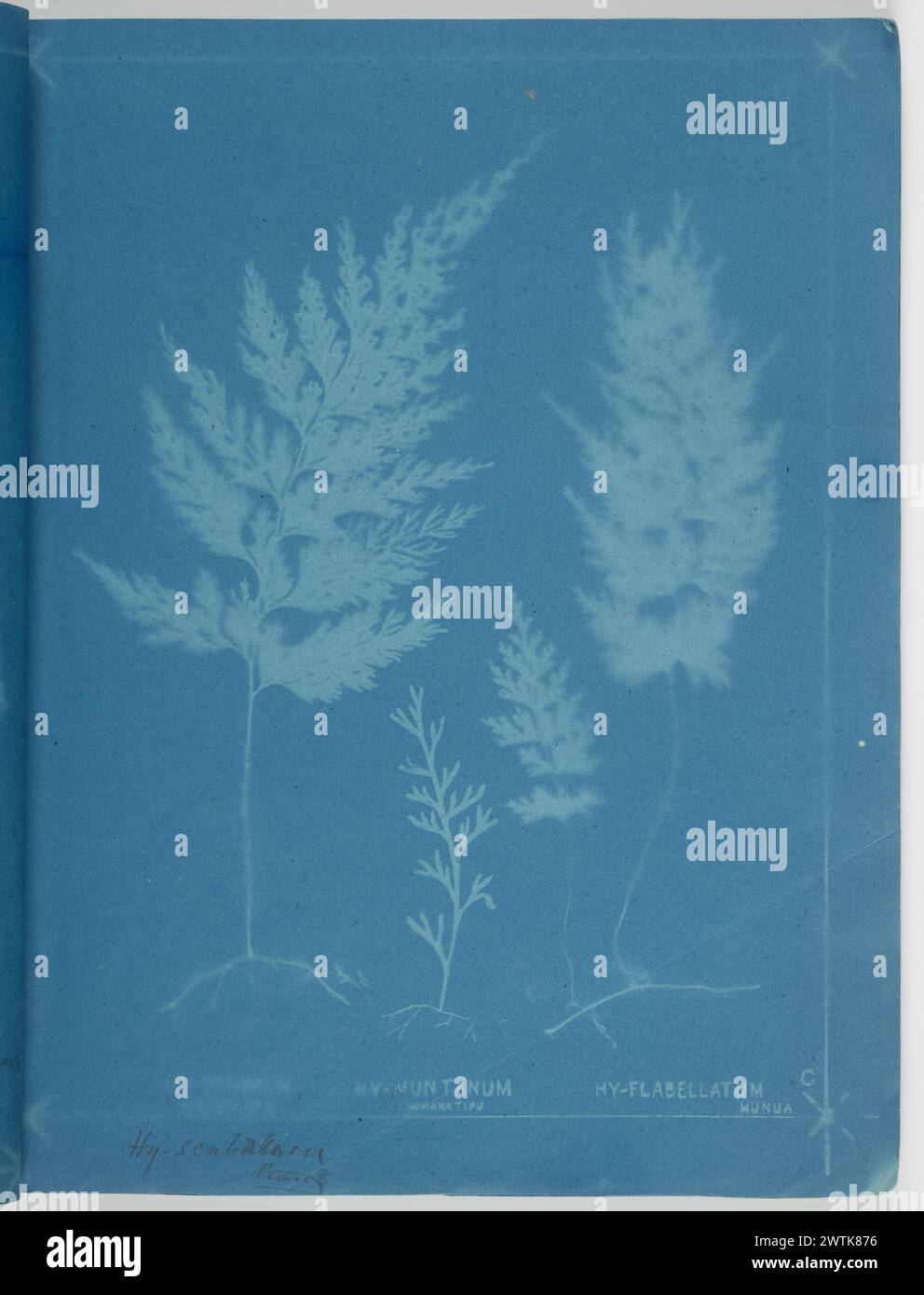 Hymenophyllum scabrum, Hymenophyllum muntanum, Whakatipu and Hymenophyllum flabellatum, Hunua. From the album: New Zealand ferns. 167 varieties photographic prints, cyanotypes Stock Photo