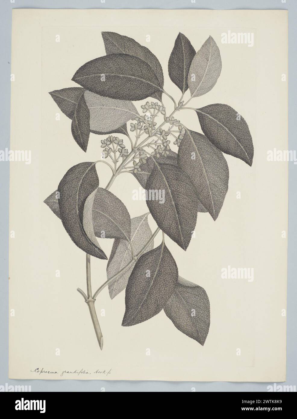 Coprosma australis (A. Richard) Robinson prints, copper engravings, line engravings Stock Photo