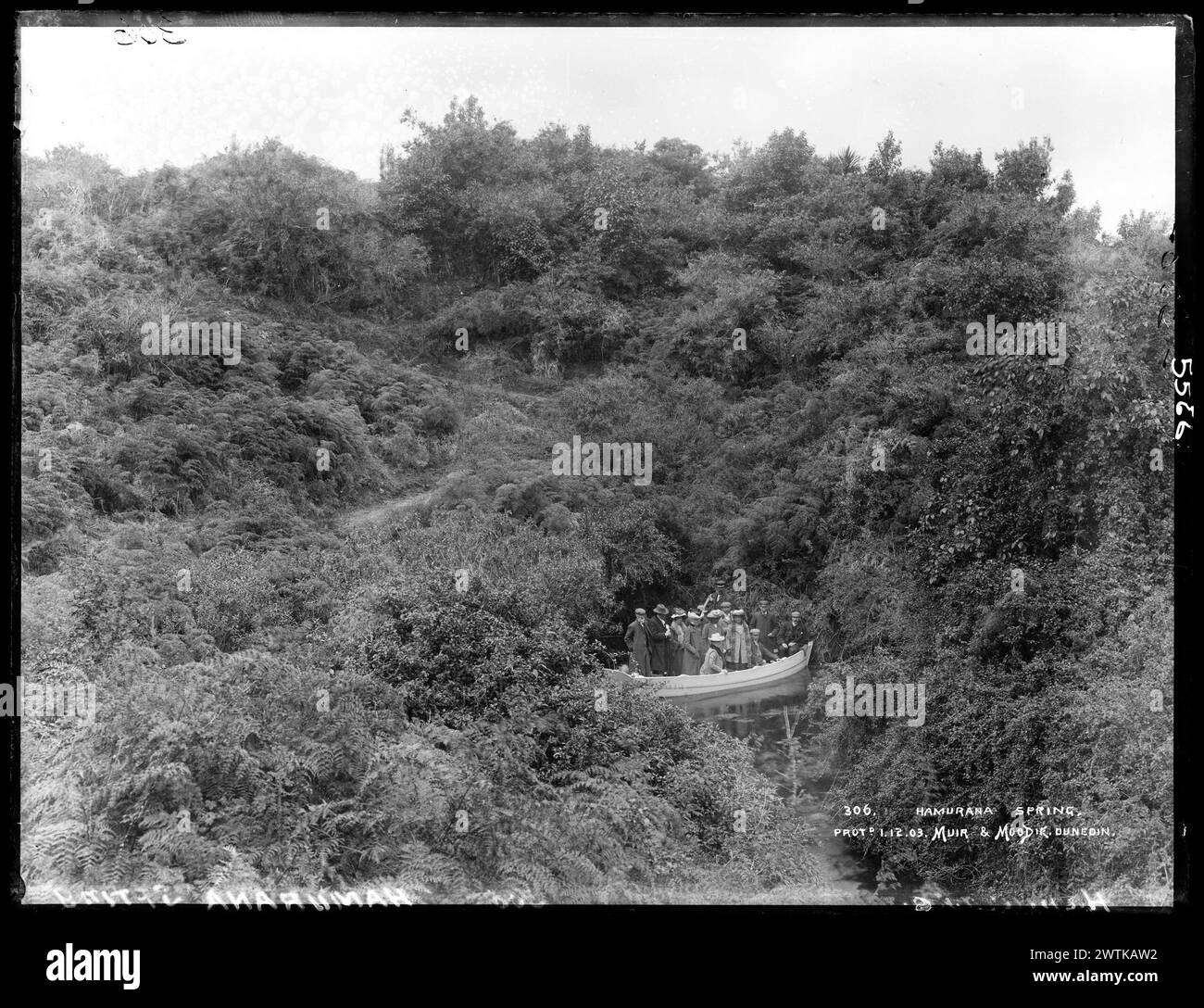 Hamurana Spring gelatin dry plate negatives, blackandwhite negatives