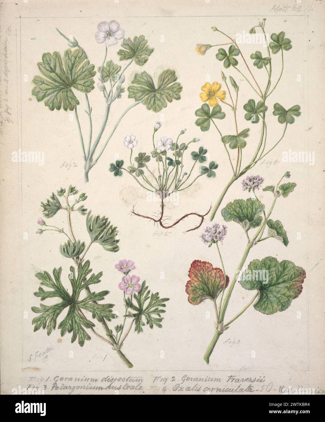 Vectis Geranium Geranium traversii hi-res stock photography and images - Alamy