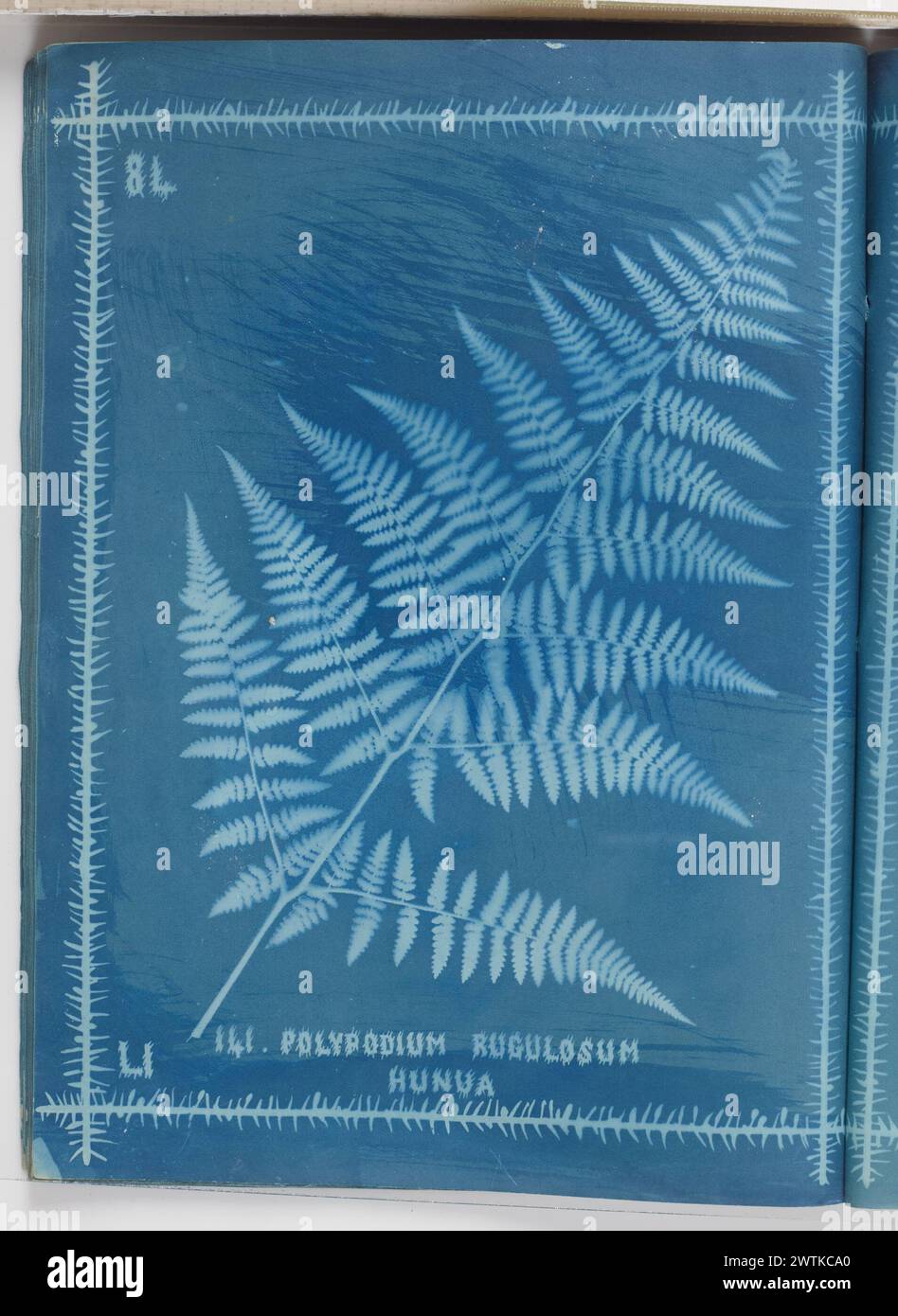 Polyrodium rugulosum, Hunua. From the album: New Zealand ferns. 172 varieties cyanotypes, photographic prints Stock Photo