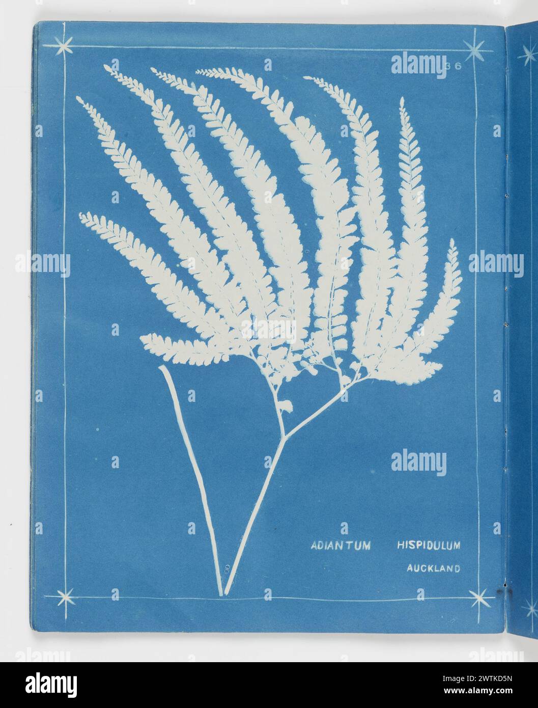 Adiantum hispidulum, Auckland. From the album: New Zealand ferns,148 varieties cyanotypes Stock Photo