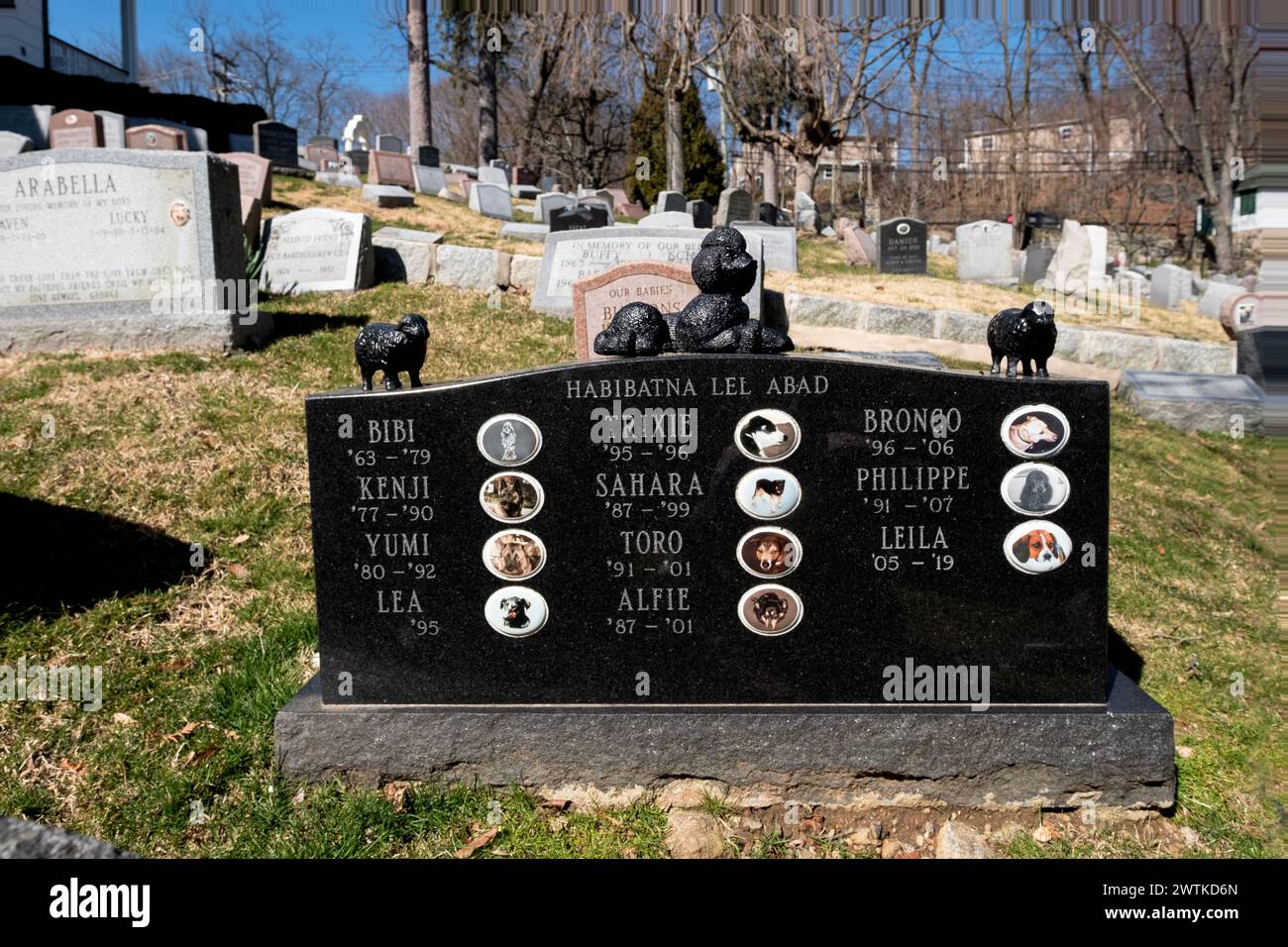 An interesting black headstone at a Westchester pet cemetery with photos of 11 deceased dogs and an Arabic inscription saying 'or beloved.' Stock Photo