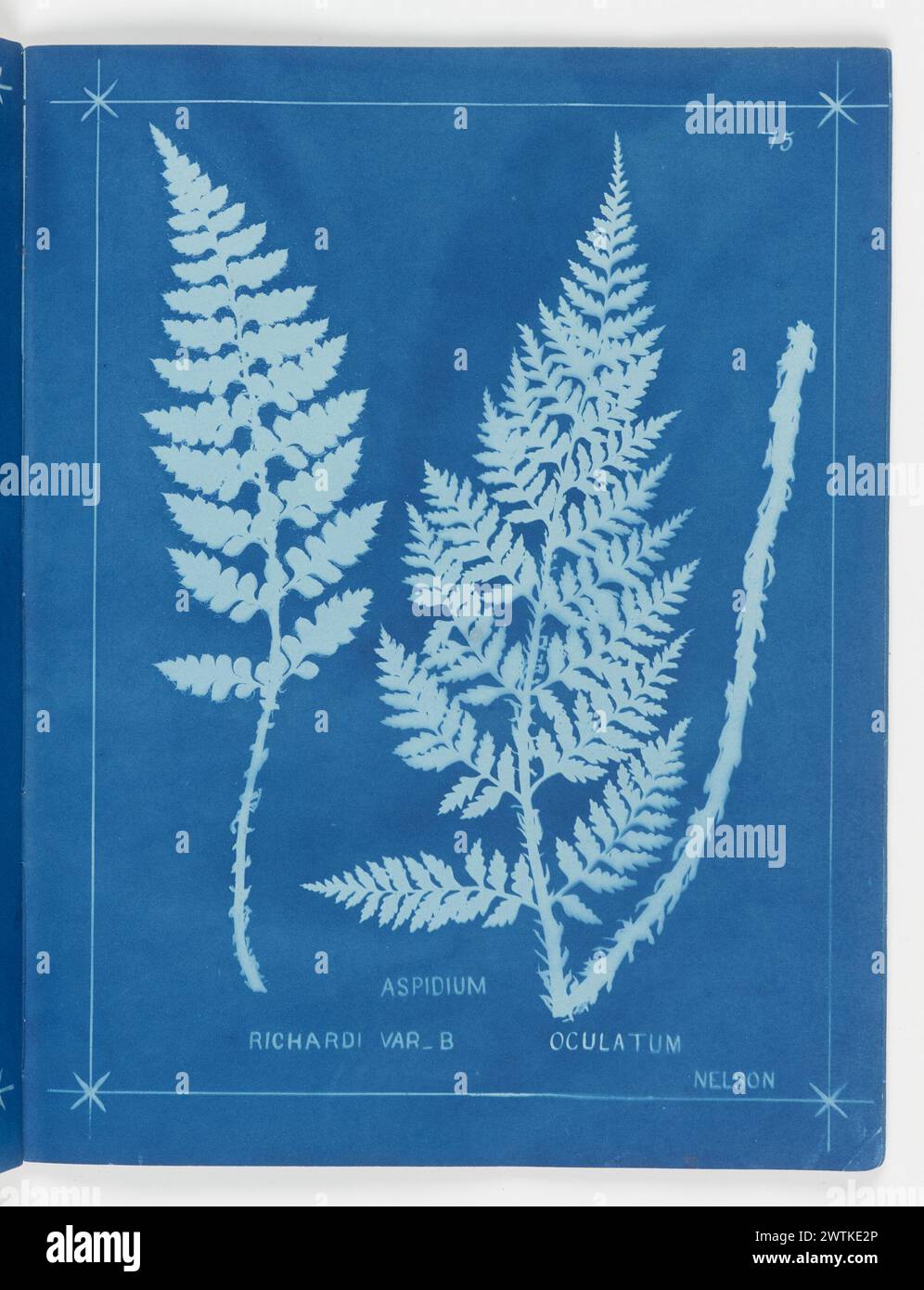 Aspidium richardii var. B, A. oculatum, Nelson. From the album: New ...