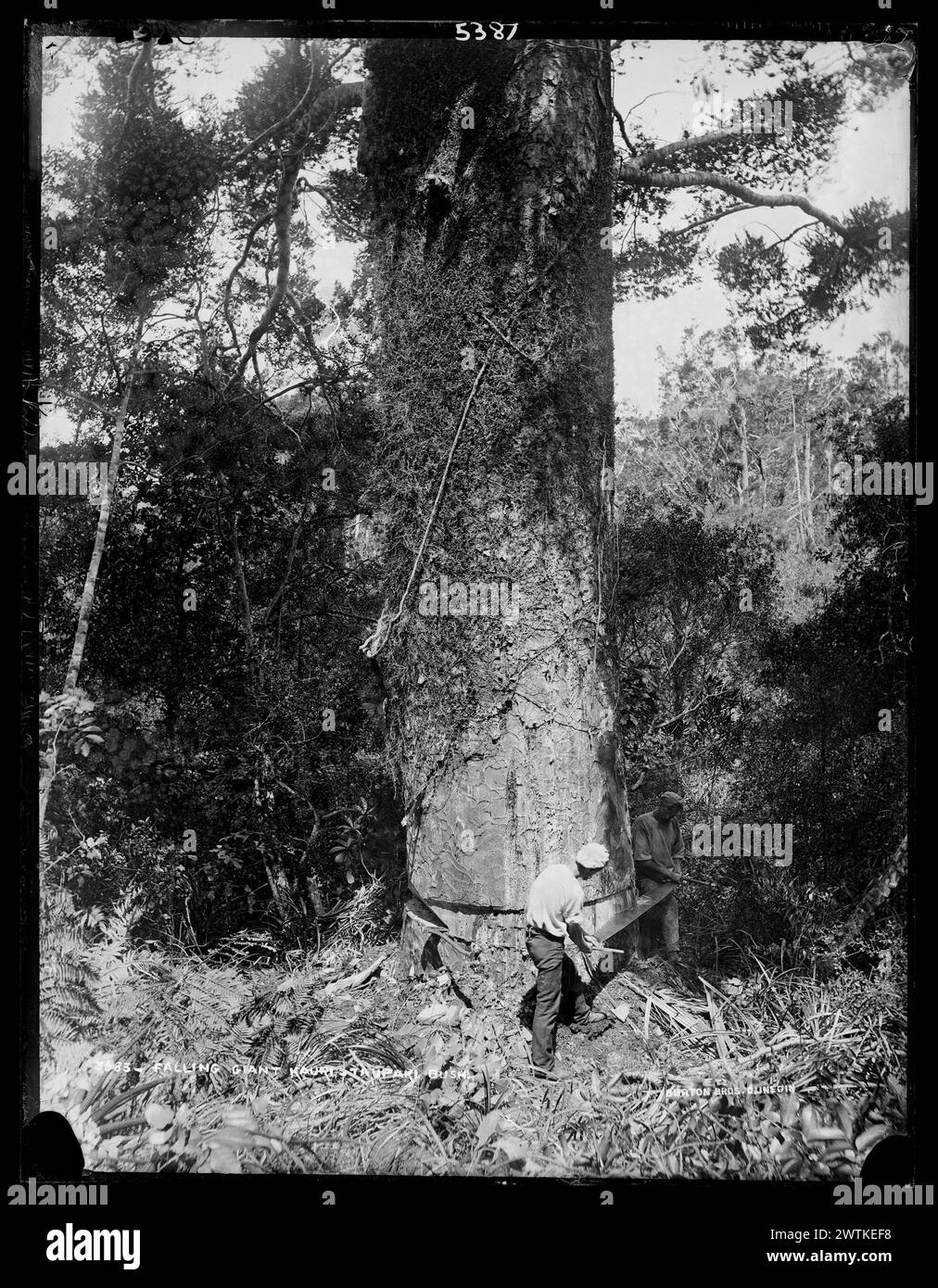 Falling Giant Kauri, Taupaki Bush gelatin dry plate negatives, blackandwhite negatives Stock