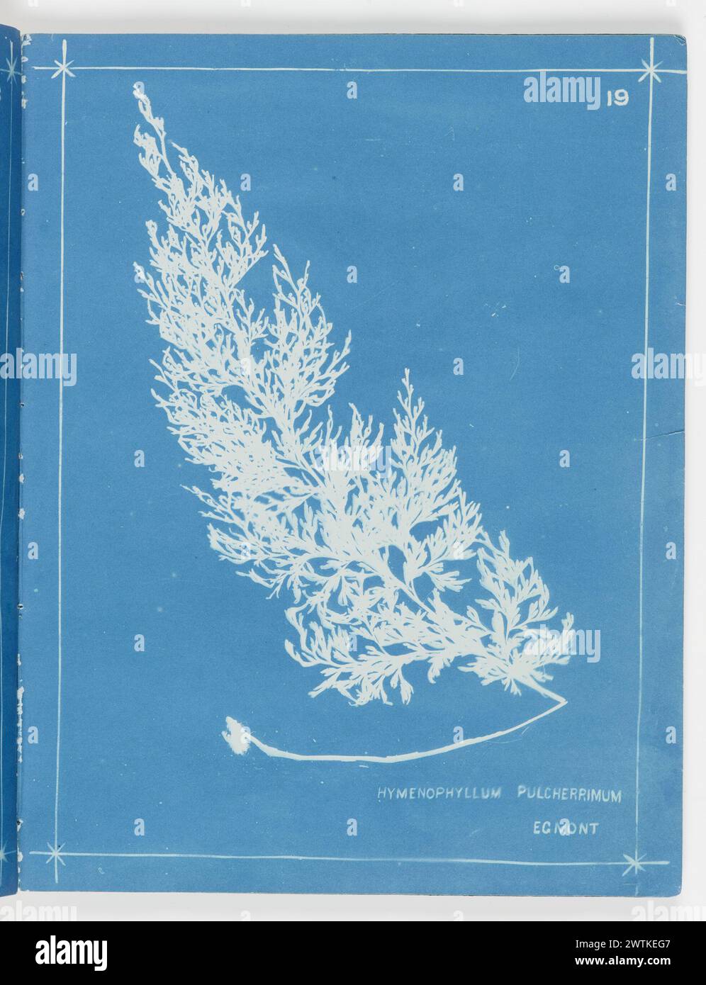 Hymenophyllum pulcherrimum, Egmont. From the album: New Zealand ferns, 148 varieties photographic prints, cyanotypes, vintage prints Stock Photo