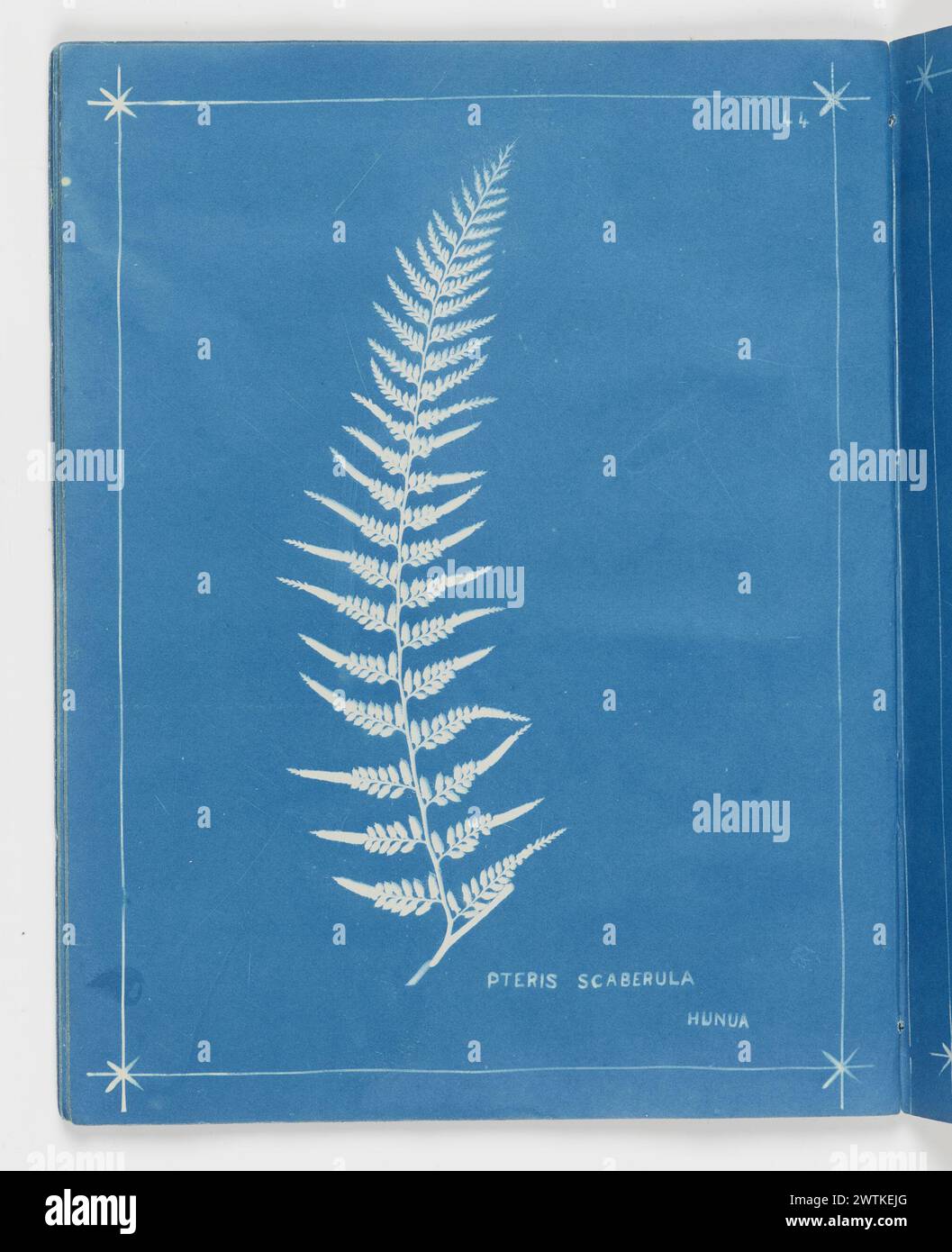 Pteris scaberula, Hunua. From the album: New Zealand ferns,148 varieties cyanotypes Stock Photo