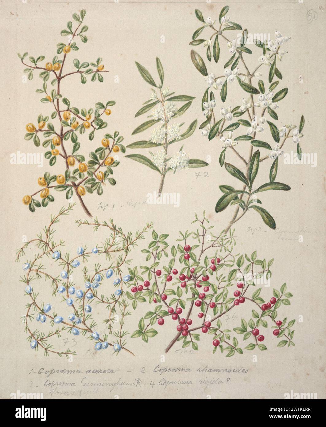 [Coprosma acerosa; Coprosma rhamnoides; Coprosma cunninghami; Coprosma rigida.] watercolours, works on paper Stock Photo