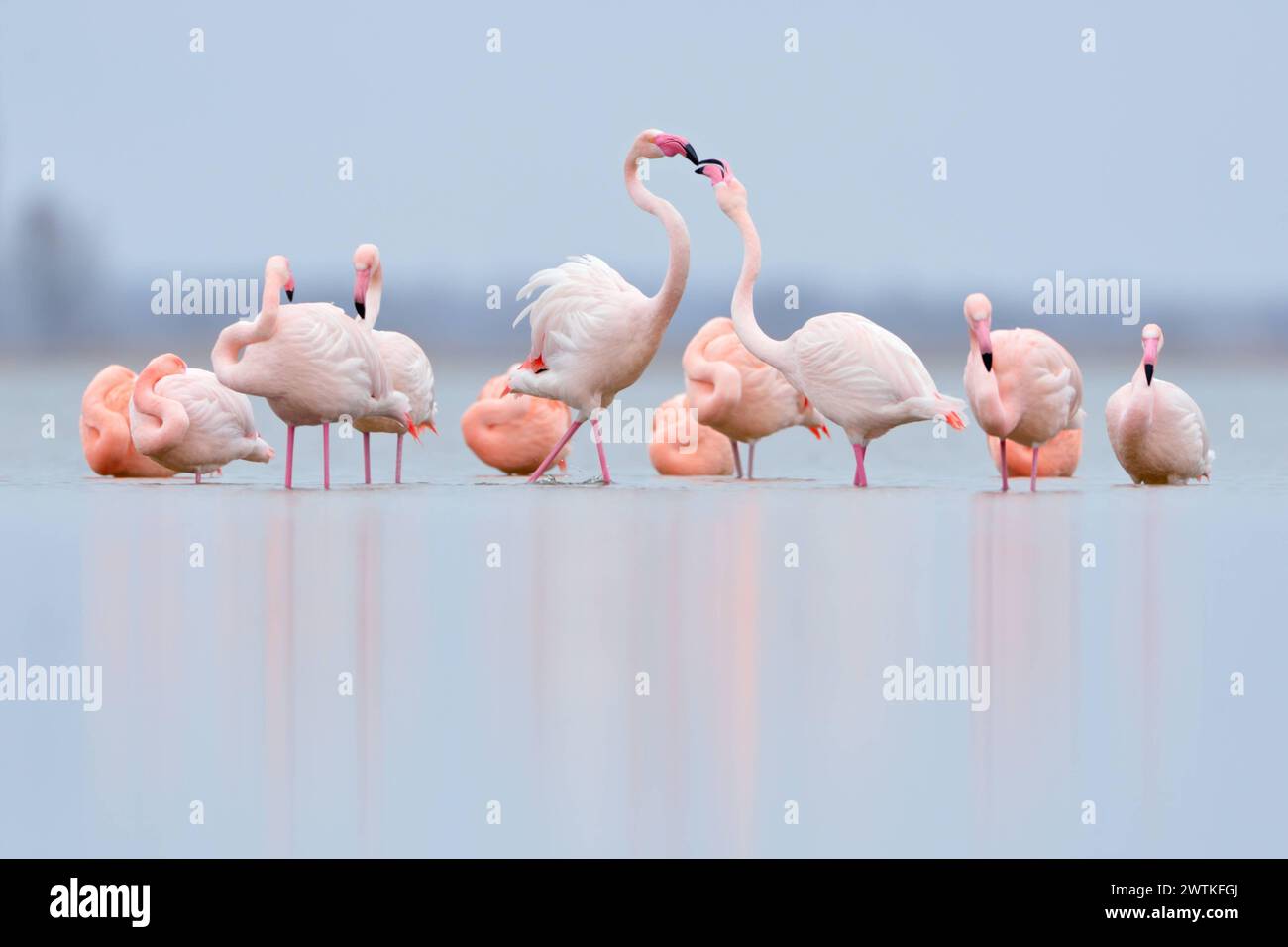 Hackordnung... Flamingos  Phoenicopterus spec. im Flachwasser des IJsselmeer, Rosaflamingo und Chile Flamingo des Zwillbrocker Venn in ihrem Winterrevier in den Niederlanden, nördlichste Brutpopulation*** mostnorthern flamingos *Phoenicopterus spec.* resting in shallow water, Pink flamingos and Chilean flamingos, Chile flamingos, flamingo of the Zwillbrocker Venn in their wintering grounds in the Netherlands, IJsselmeer Niederlande, Westeuropa Stock Photo