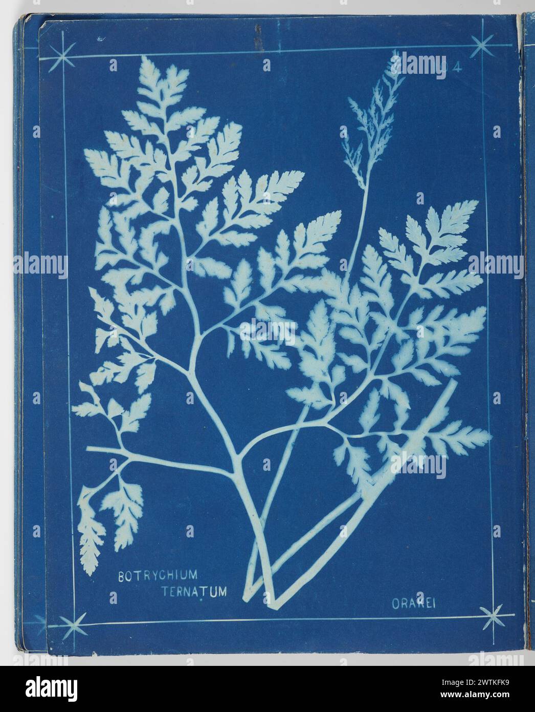 Botrychium Ternatum, Orakei. From the album: New Zealand ferns. 148 varieties cyanotypes, photographic prints Stock Photo