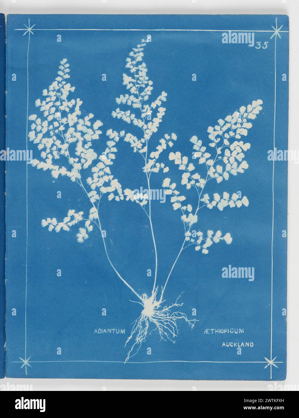 Adiantum aethiopicum, Auckland. From the album: New Zealand ferns,148 varieties cyanotypes Stock Photo