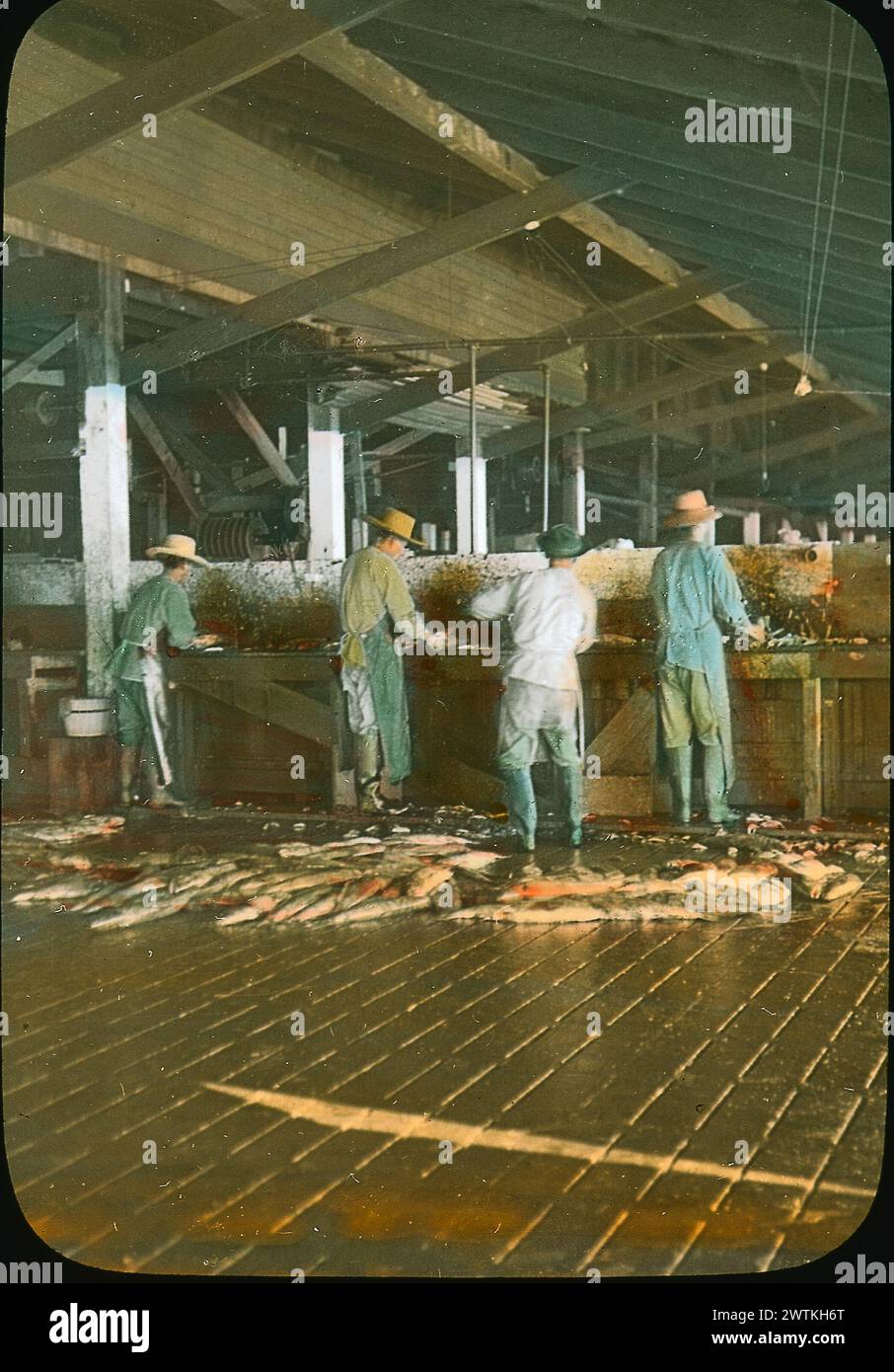 Fish 1925 Fishery processing workers hi-res stock photography and images - Alamy