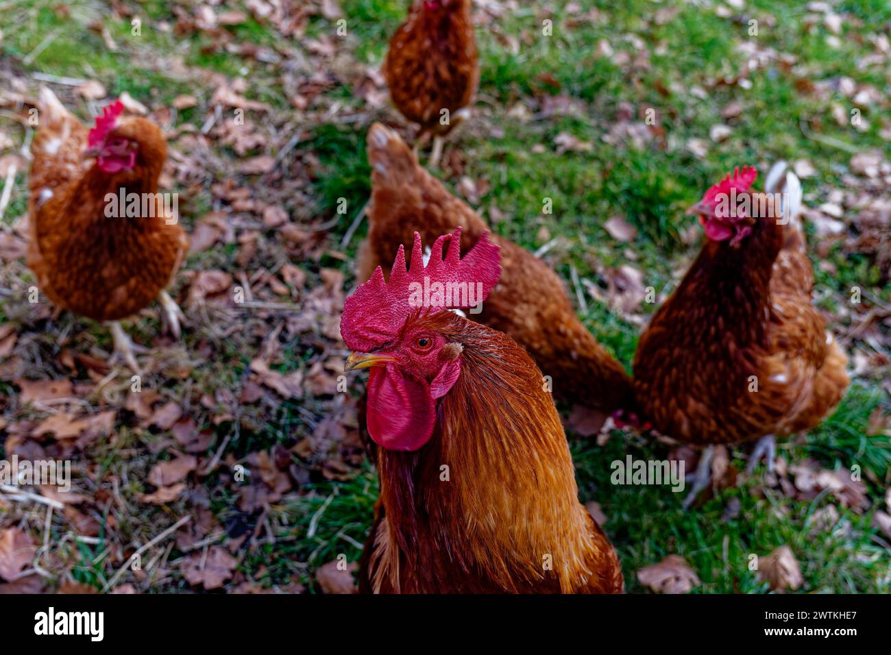 Ein paar braune Hühner und ein Hahn auf der Wiese Stock Photo