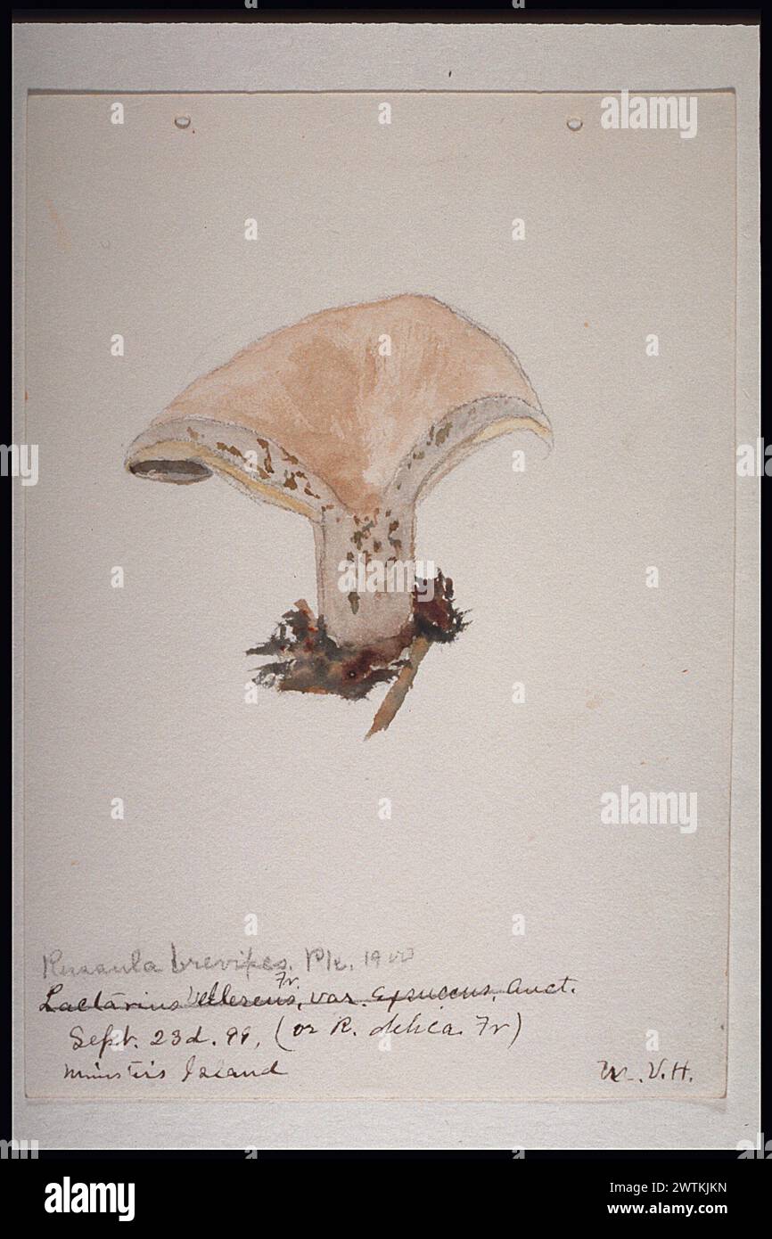 Watercolour - Russula brevipes. Pk. 1900 Sept. 23d. 99 (or R. delica F) Minister's Island. Stock Photo