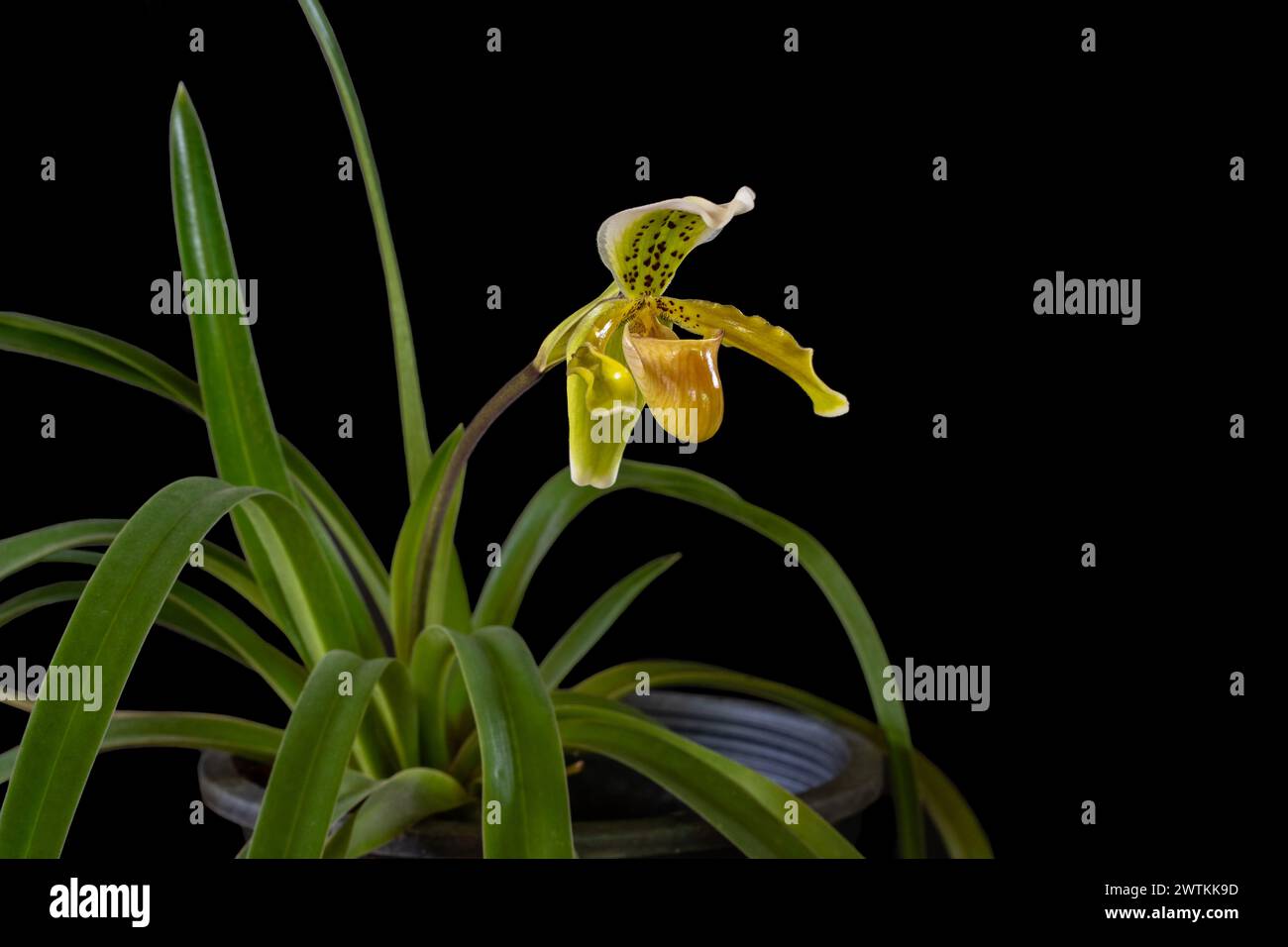 Closeup view of bright yellow brown and green flower of blooming lady slipper orchid species paphiopedilum exul isolated on black background Stock Photo