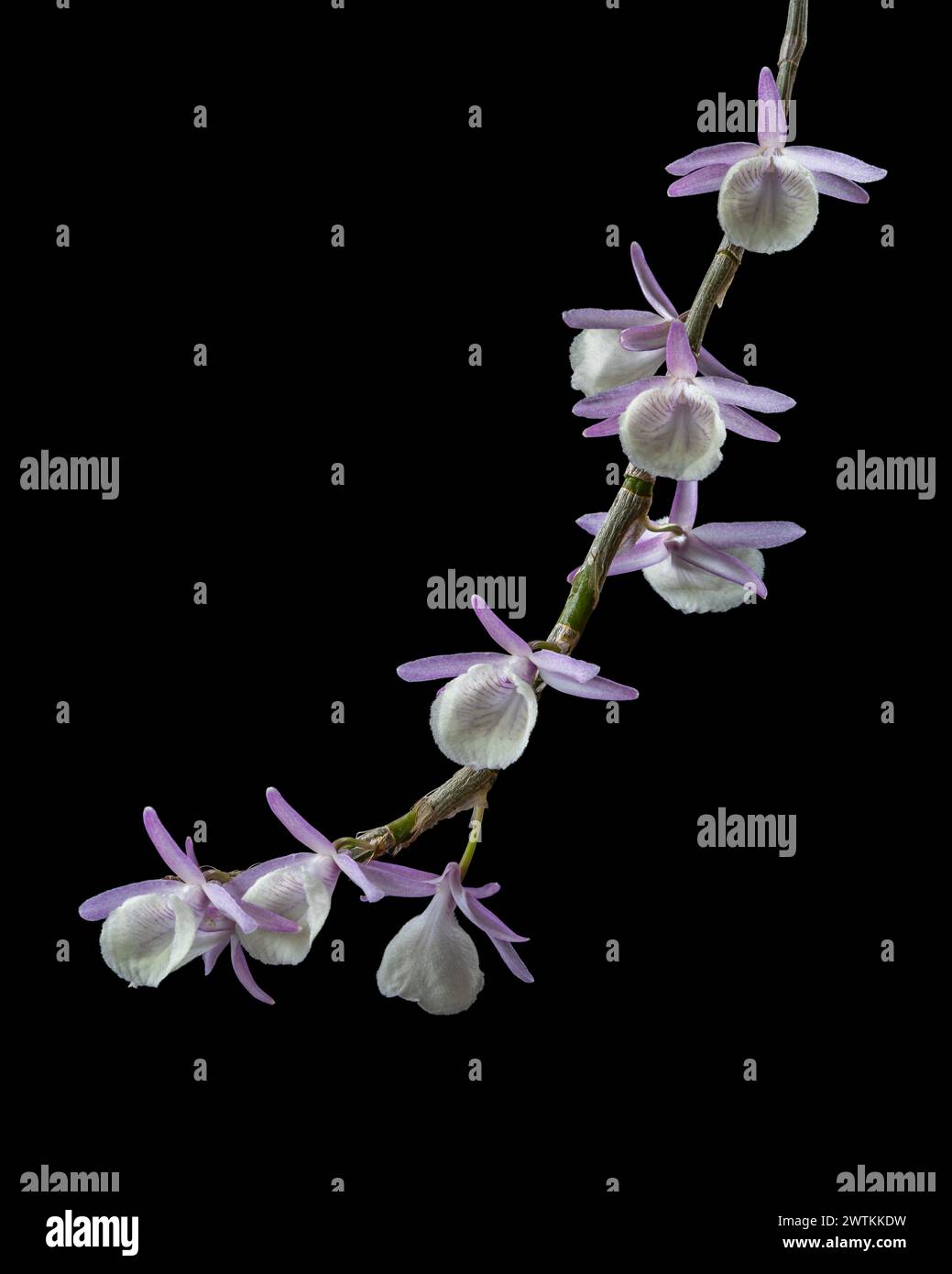 Closeup view of purple pink and creamy white flowers of epiphytic orchid dendrobium primulinum or primrose dendrobium isolated on black background Stock Photo