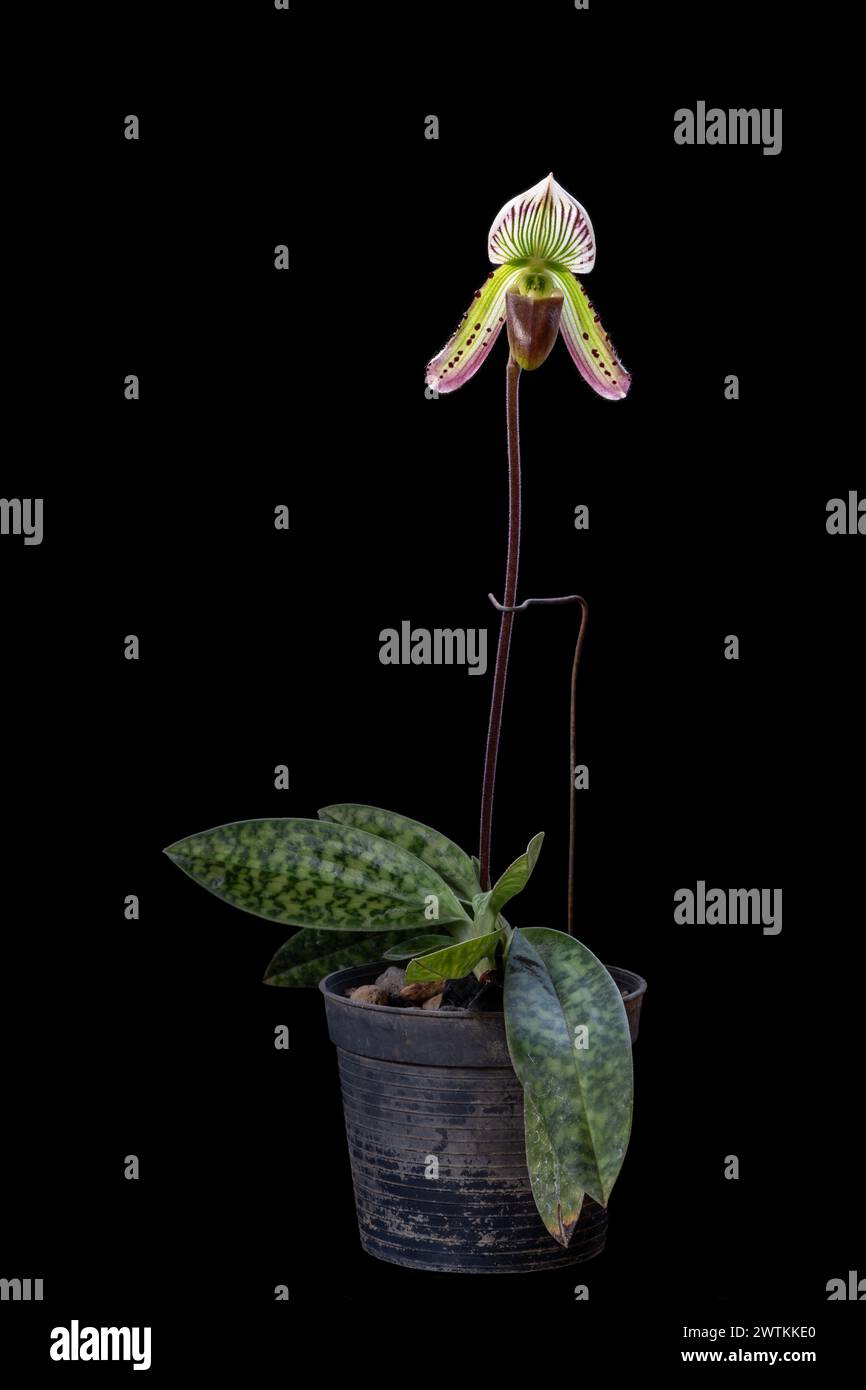 Vertical view of blooming lady slipper orchid species paphiopedilum callosum with bright purple green and white flower isolated on black background Stock Photo