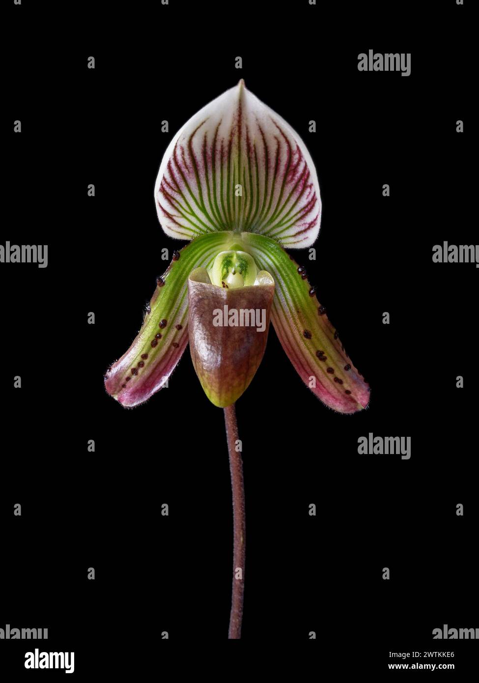 Closeup view of bright purple green and white flower of blooming lady slipper orchid species paphiopedilum callosum isolated on black background Stock Photo