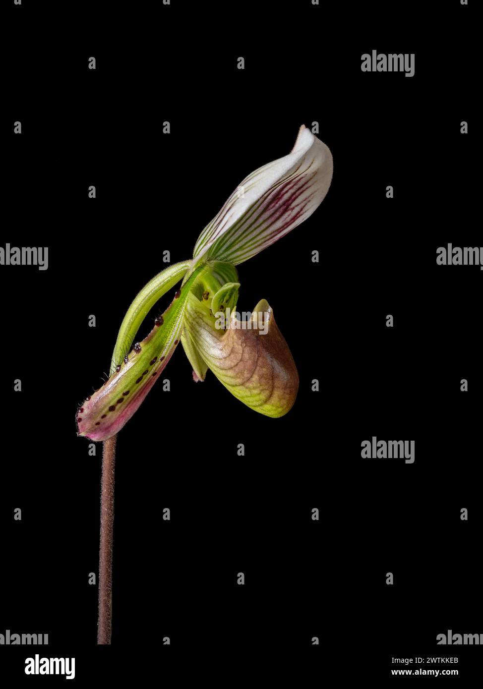 Closeup side view of colorful purple green and white flower of lady slipper orchid species paphiopedilum callosum isolated on black background Stock Photo