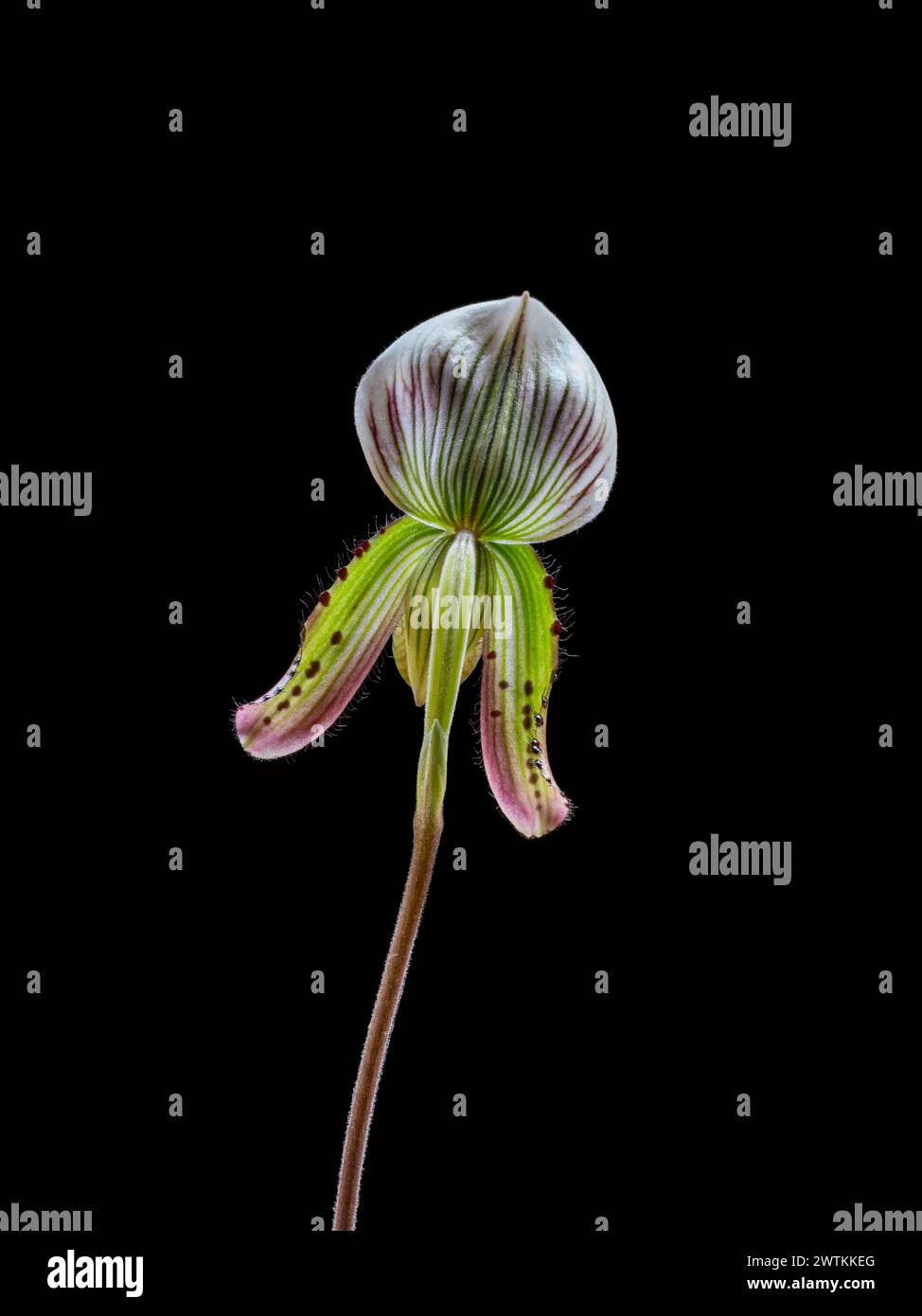 Closeup back view of bright purple green and white flower of lady slipper orchid species paphiopedilum callosum isolated on black background Stock Photo