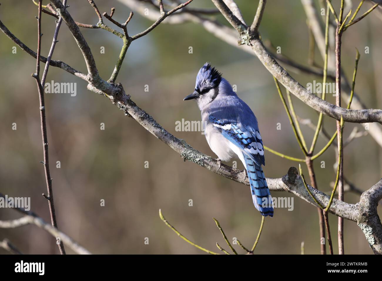 A blue jay bird resting on tree branches Stock Photo