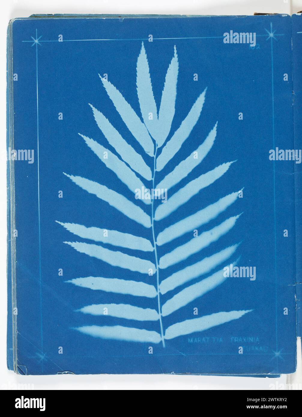 Marattia fraxinia [fraxinea], Tuakau. From the album: New Zealand ferns. 148 varieties cyanotypes, photographic prints Stock Photo