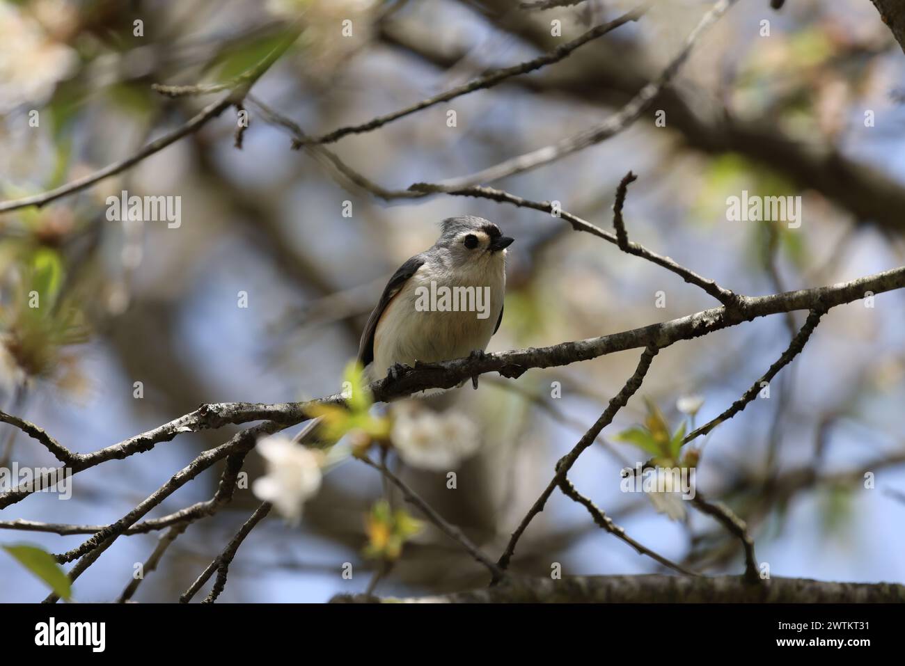 A tufted titmouse perches on a tree branch Stock Photo