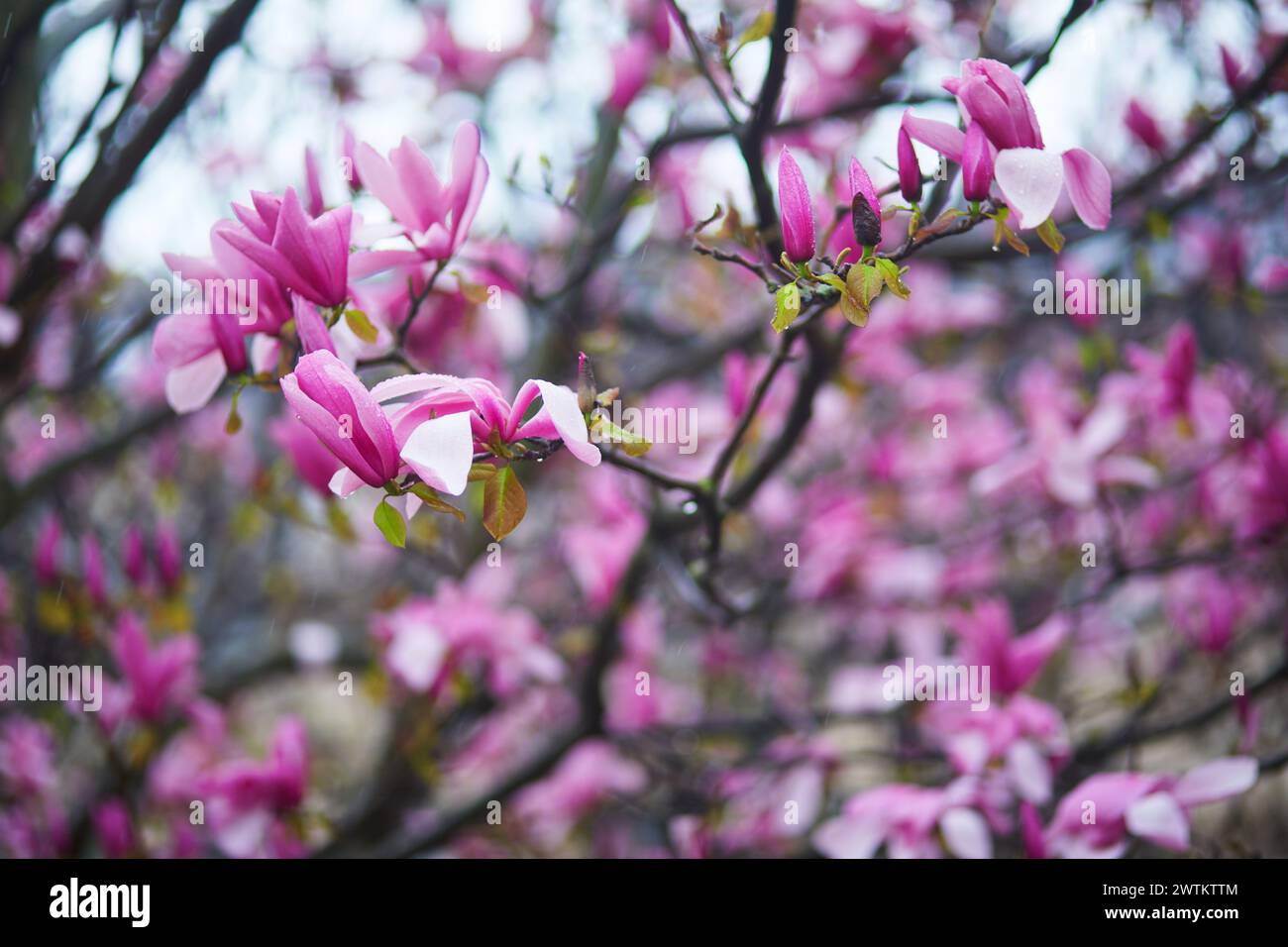 Pink magnolia tree flowers on a spring rainy day in Paris, France Stock ...