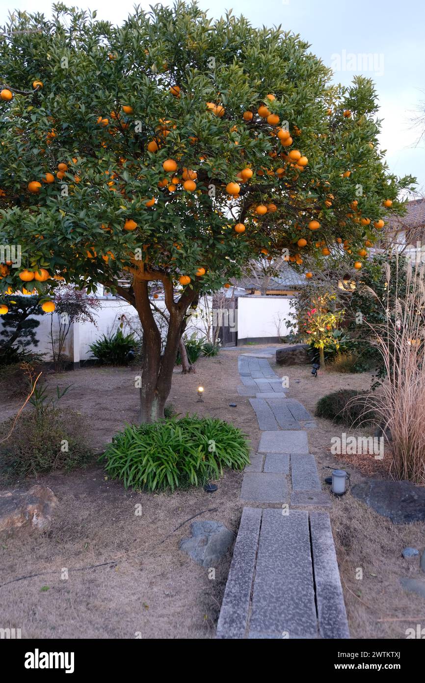 Orange Tree in Traditional Japanese Garden in Uji Kyoto Japan Stock Photo
