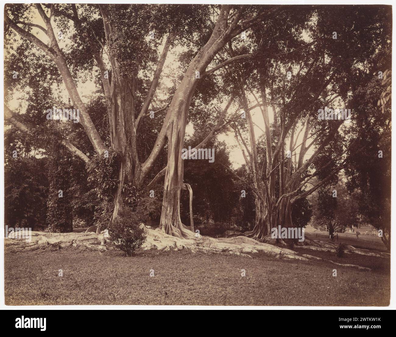 Photography black white trees hi-res stock photography and images - Alamy