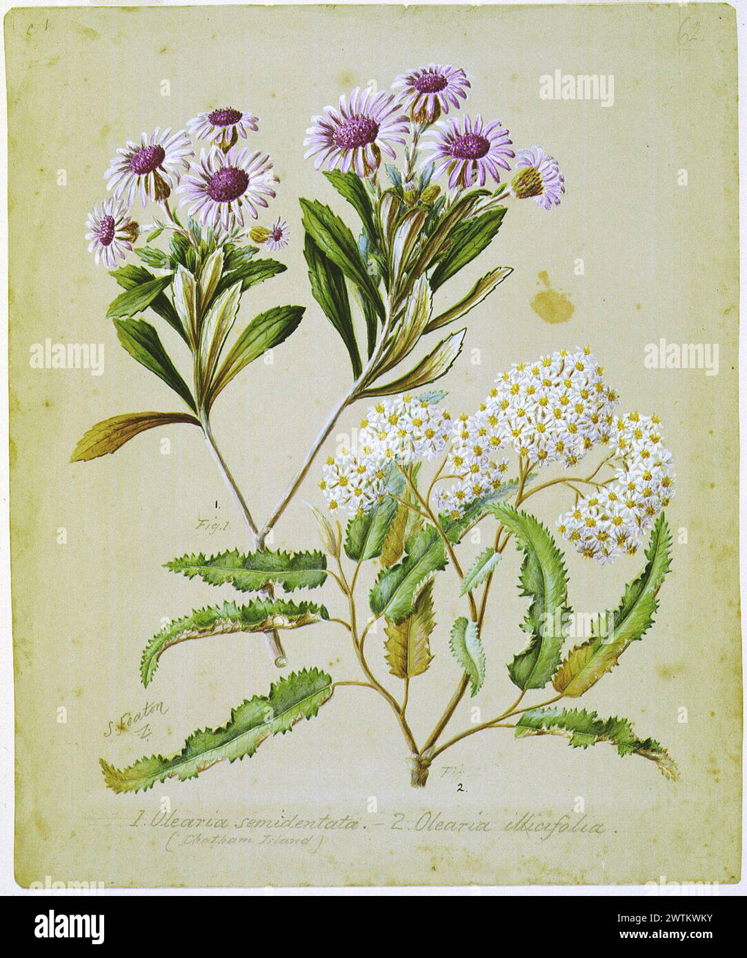 Olearia semidentata; O. ilicifolia watercolours, works on paper Stock Photo