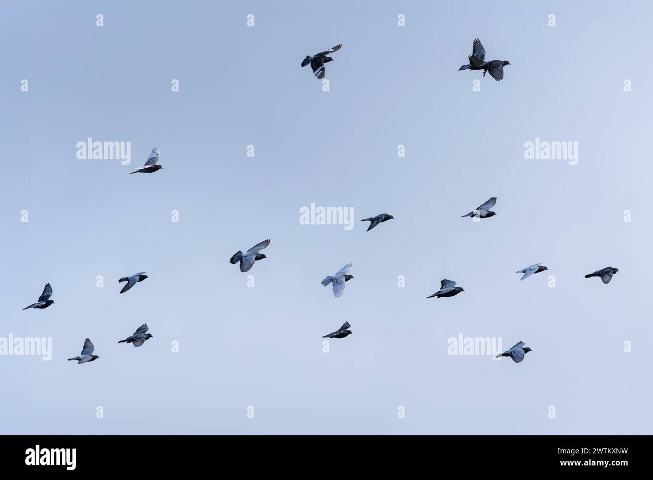 Flock pigeons doves flying hi-res stock photography and images - Alamy