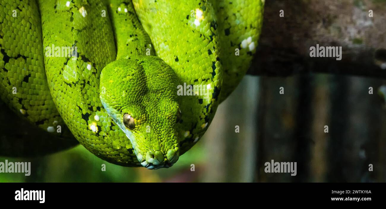 A large green snake is coiled around a tree branch Stock Photo