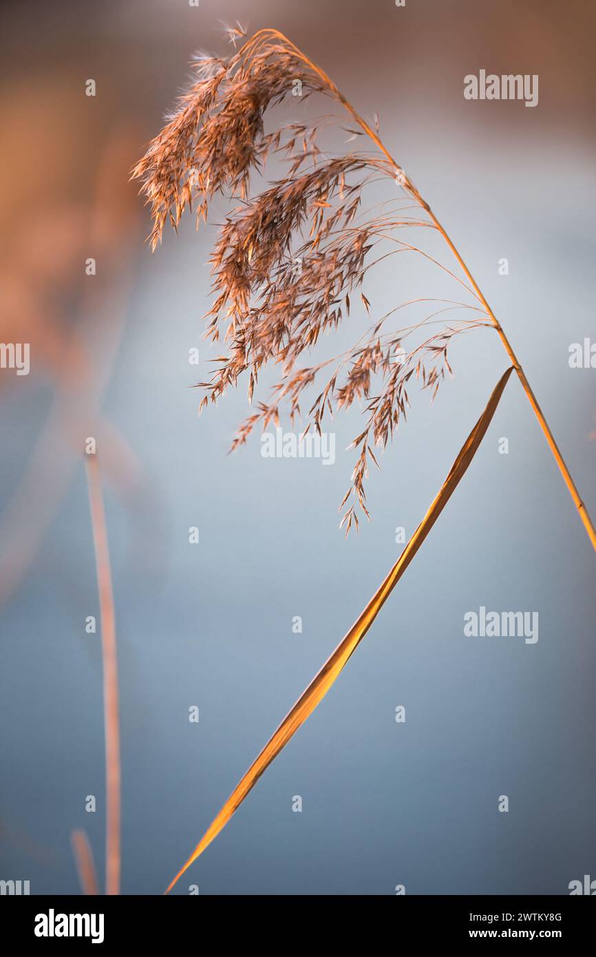 Tall marsh grass stalk hi-res stock photography and images - Alamy