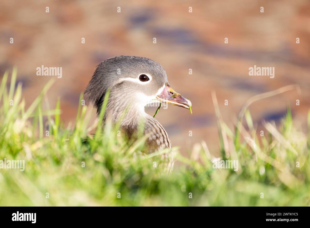 This image captures a young Mandarin duckling (Aix galericulata ...