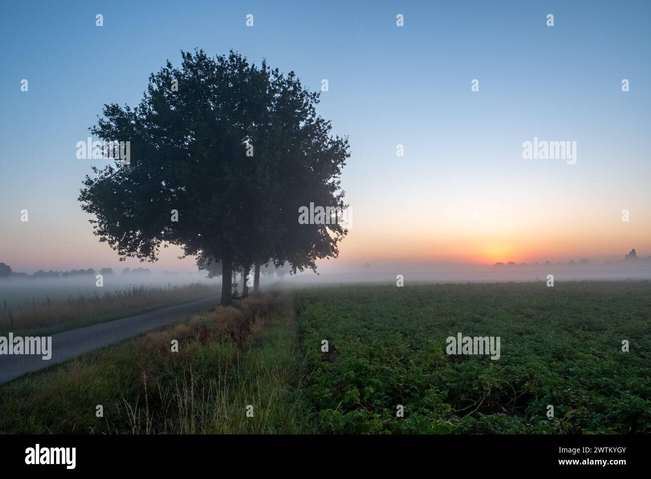This image captures the serene atmosphere of a foggy sunrise on a country road. The silhouette of a large, leafy tree dominates the left side of the frame, standing as a sentinel over the mist-veiled landscape. The soft light of the rising sun seeps through the fog, casting a diffuse glow and creating a gradient of colors in the sky. The road itself leads the eye towards the misty horizon, inviting contemplation of the quiet and stillness of the early morning in the countryside. Foggy Sunrise on a Country Road with a Silhouetted Tree. High quality photo Stock Photo