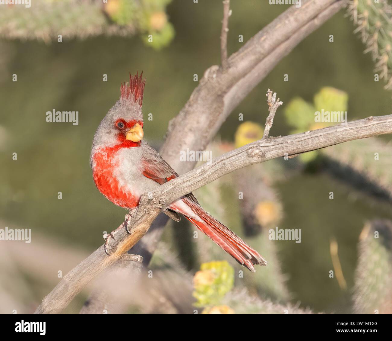 Fauna del bosque hi-res stock photography and images - Alamy
