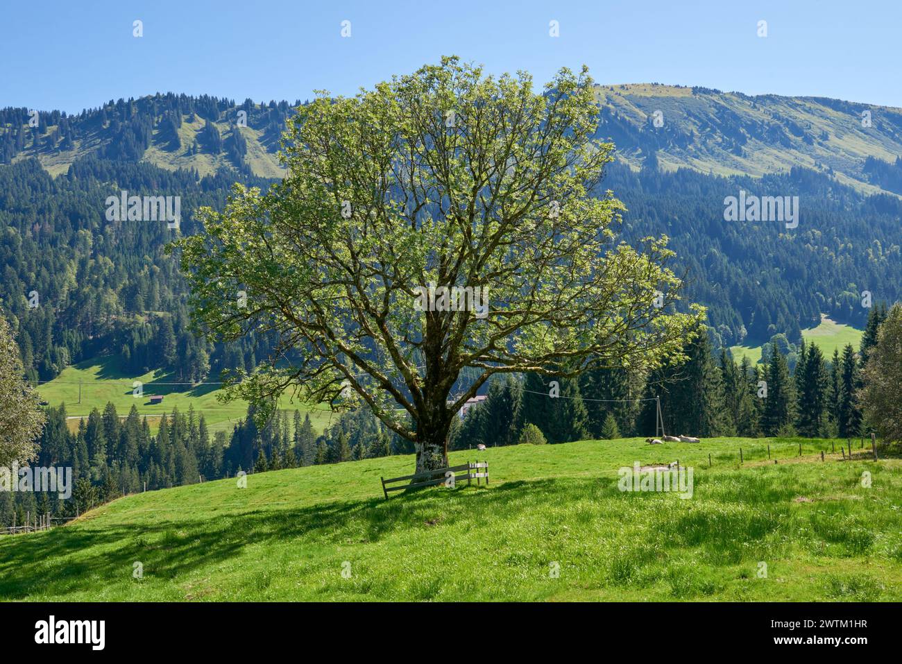Alpine Symphony: Summer Majesty in the Mountain Wilderness. Majestic ...