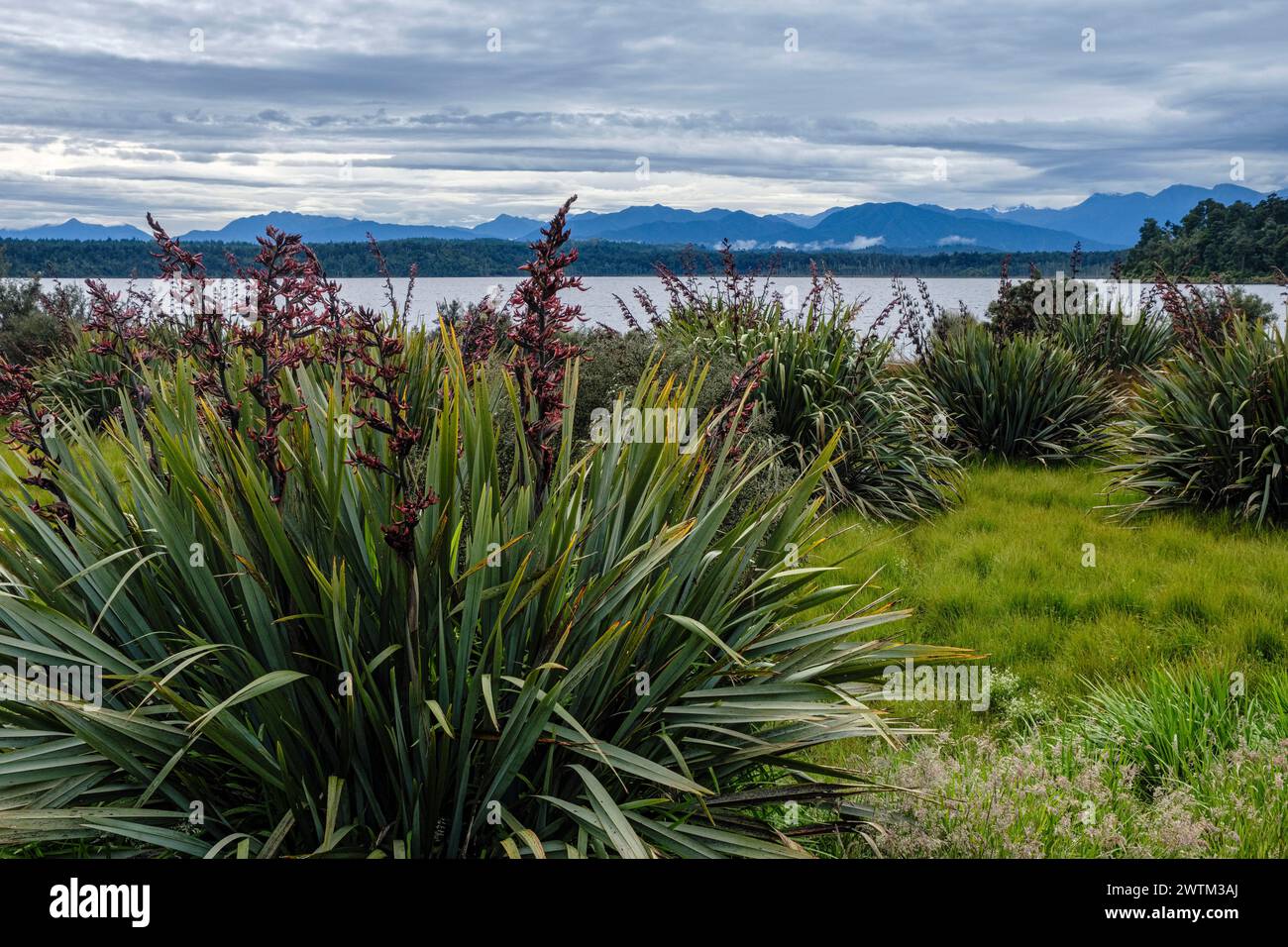 New Zealand flax (Phormium tenax) growing beside Lake Mahinapua in the West Coast region of New Zealand's South Island Stock Photo