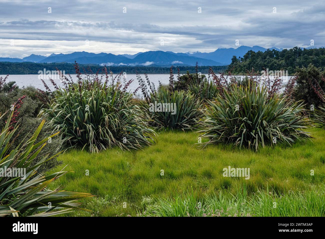 New Zealand flax (Phormium tenax) growing beside Lake Mahinapua in the West Coast region of New Zealand's South Island Stock Photo