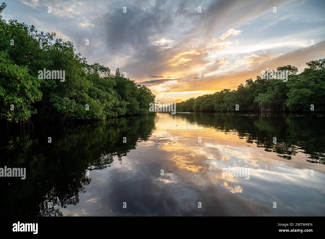 River that flows through a swamp Caroni Swamp. Trinidad and Tobago ...