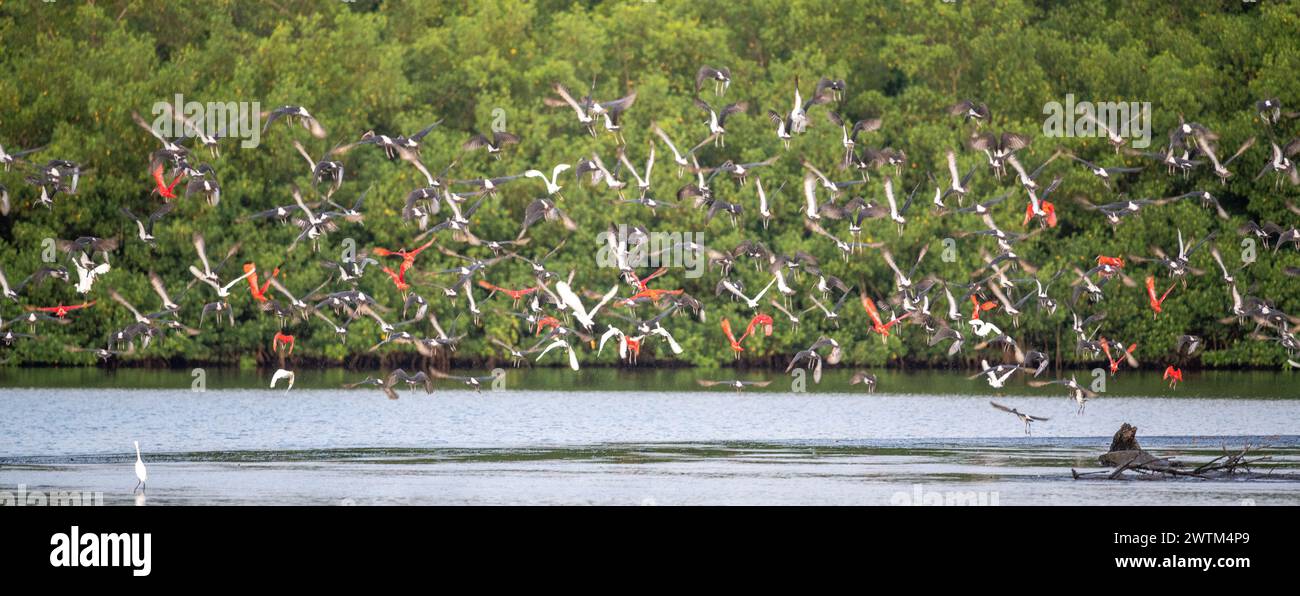 Group Of Flamingos And Scarlet Ibis Flying Over Caroni Swamp In group-of-flamingos-and-scarlet-ibis-flying-over-caroni-swamp-in