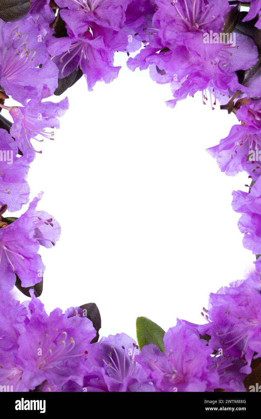 A frame of purple rhododendron flowers around a blank white oval. Stock Photo