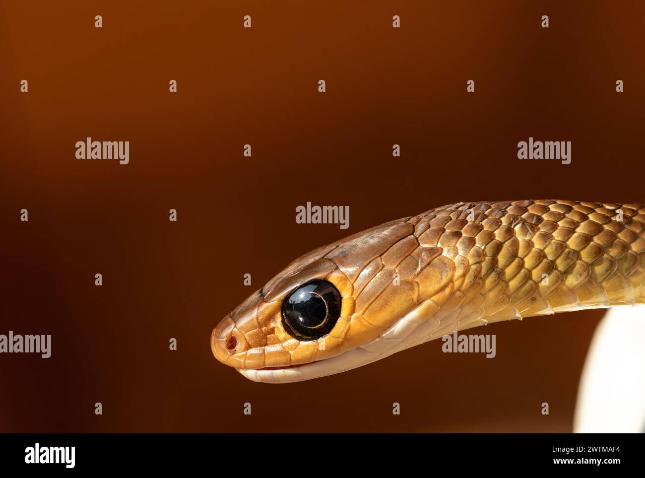 Undulating black snake hi-res stock photography and images - Alamy