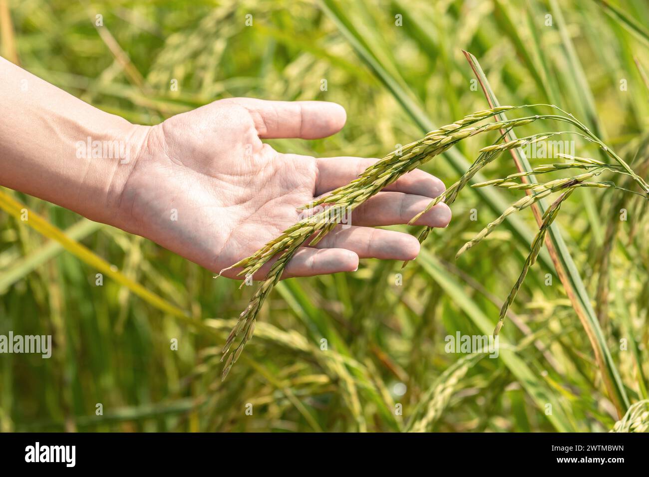 Hand holding ear of rice. Hand tenderly touching rice in a paddy field ...