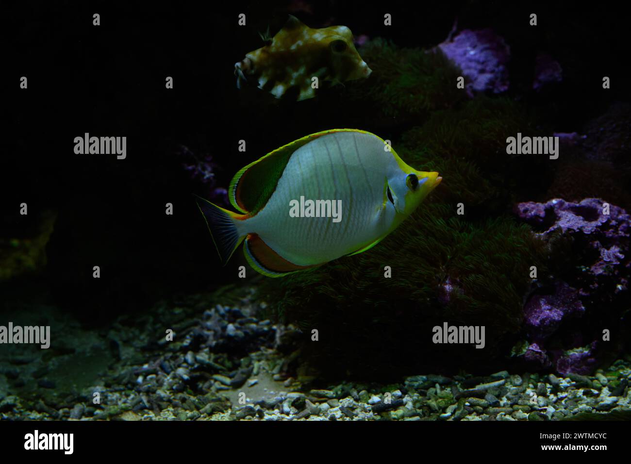 Chaetodon xanthocephalus, known commonly as the Yellowhead butterflyfish, is a species of marine fish in the family Chaetodontidae. Stock Photo