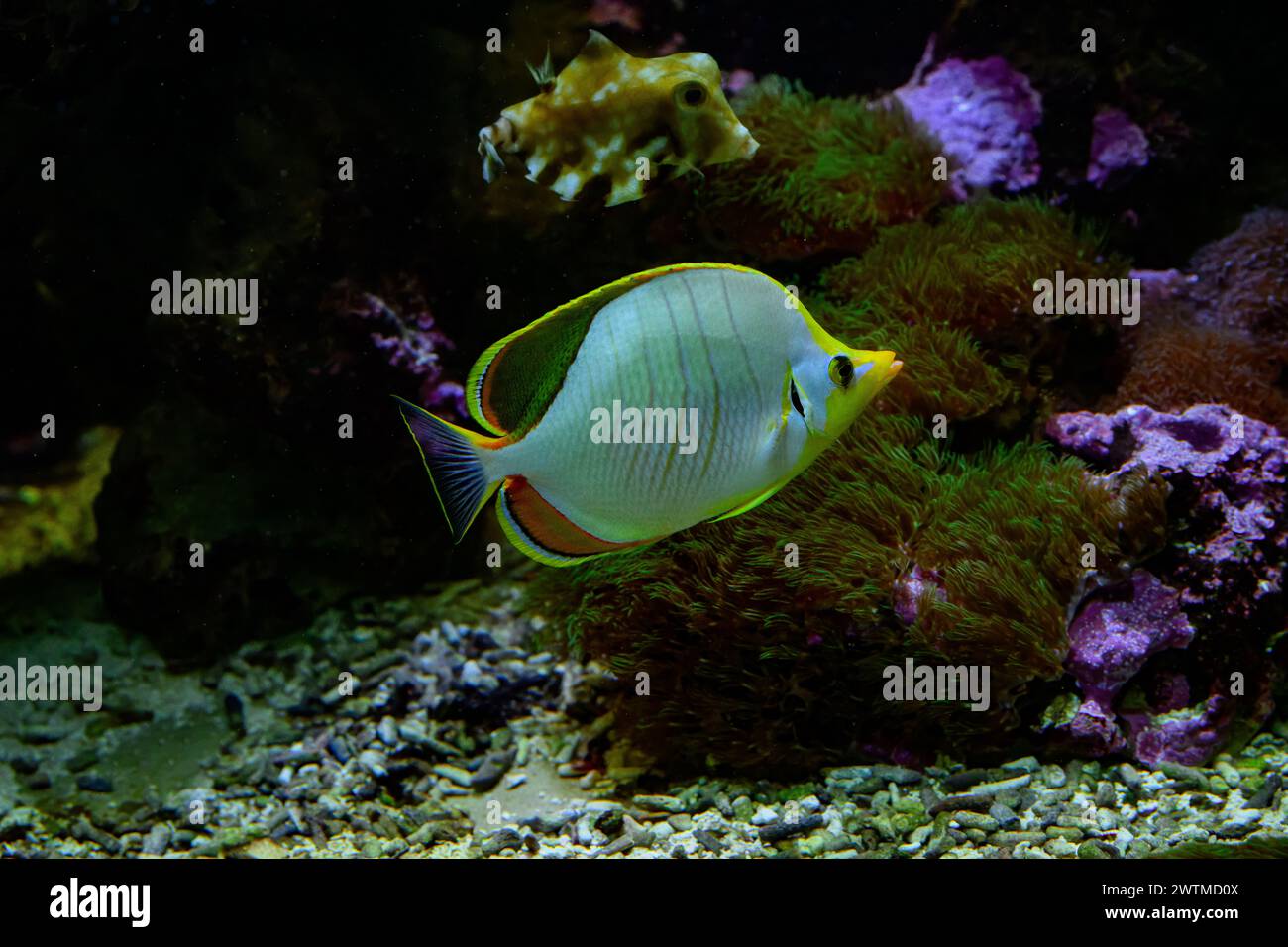 Chaetodon xanthocephalus, known commonly as the Yellowhead butterflyfish, is a species of marine fish in the family Chaetodontidae. Stock Photo