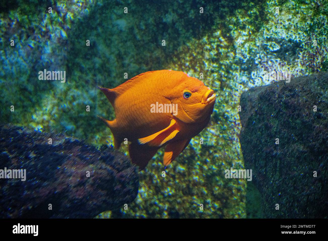 Garibaldi damselfish (Hypsypops rubicundus) is a species of bright orange fish in the damselfish family. Stock Photo